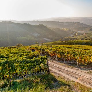 Nella cooperazione il segreto del successo: la storia della Cantina Pertinace di Treiso Nella cooperazione il segreto del successo: la storia della Cantina Pertinace di Treiso