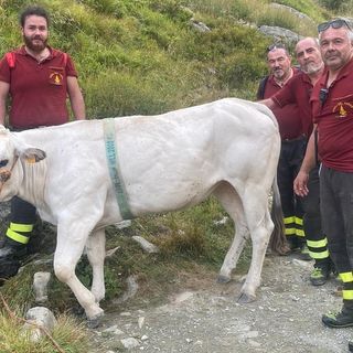 Manza ferita sopra Pian del Re, salvata grazie all'intervento dei Vigili del Fuoco