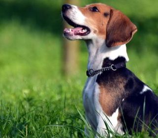 Inaugurazione dell'area verde per cani e passeggiata a 6 zampe a S. Stefano Belbo