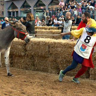 Al Palio di Alba tra l'antidoping agli asini, la sobria solitudine del fantino e le buone maniere spiegate a un giovane paggio
