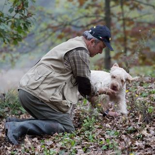 Piante tartufigene in aree boschive, è tempo di presentare le domande di indennizzo