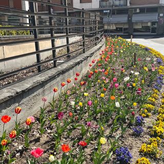 La fioritura dei tulipani ad Alba