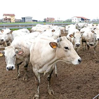 Afta bovini, Coldiretti Cuneo: “Tenere alta la guardia sui flussi commerciali”