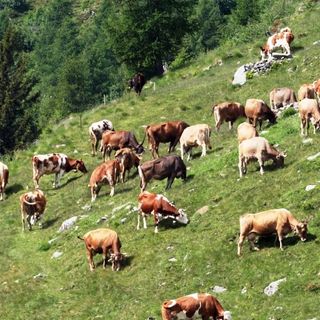 Al via la stagione dell'alpeggio:nelle 370 località di pascolo della Granda salgono mille malgari e 30 mila capi