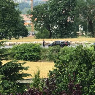 Cuneo, rallentamenti al traffico sulla "Bovesana" per il passaggio di un gregge di pecore (VIDEO)