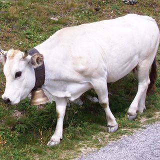 Carne bovina Piemontese presto in etichetta IGP, Coldiretti Cuneo: "Sarà ulteriore garanzia di qualità e sicurezza"