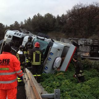Camion di ditta cuneese si ribalta in autostrada tra Imperia Est e Ovest: vitelli in strada, caos e panico