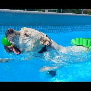 Ad Alba riparte anche quest'anno il &quot;Canile in piscina&quot;