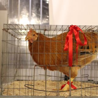 Racconigi è pronta per accogliere la fiera di Santa Lucia