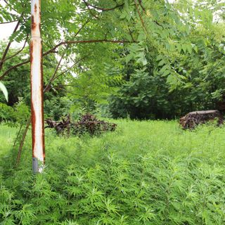Una delle zone verdi di caserma Montezemolo - foto di repertorio