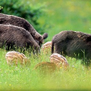 Allarme PSA, nella zona infetta 78 comuni piemontesi e 36 liguri