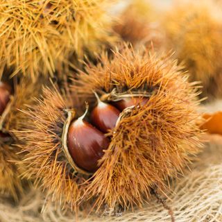 Tutto pronto per la 23^ edizione della Festa del Re marrone a Chiusa Pesio