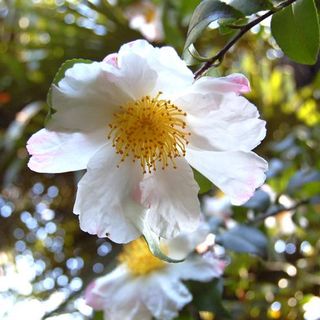 Il Melograno di Fossano organizza una giornata a Sanremo