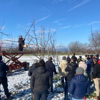 Noce, Coldiretti Cuneo: +200% in 3 anni con formazione e consulenza in campo