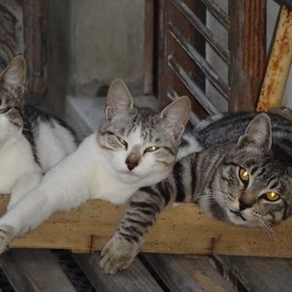 Nel Comune di Mondovì si provvede alla sterilizzazione delle colonie feline