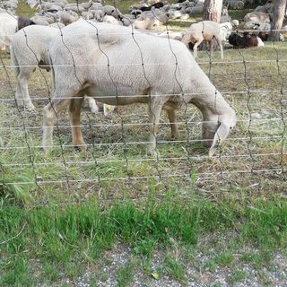 Pecore al pascolo e pulizia delle ripe: chi ha proposto questa &quot;ecologica&quot; soluzione?