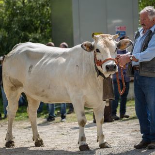 Oscar Comino, vincitore della categoria "Vacche"