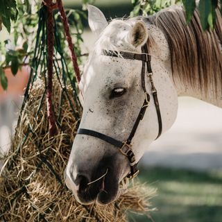 Nella fotogallery di Barbara Guazzone Jessica Riviera e la cavalla Fatima al loro passaggio a Cascina Carlotta, presente la padrona di casa Carlotta Boffa Nella fotogallery di Barbara Guazzone Jessica Riviera e la cavalla Fatima al loro passaggio a Cascina Carlotta, presente la padrona di casa Carlotta Boffa