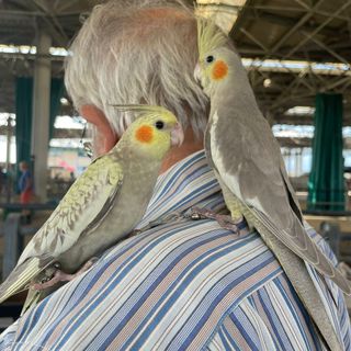 Cuneo, il mercatino dei piccoli animali del MIAC non va in vacanza Cuneo, il mercatino dei piccoli animali del MIAC non va in vacanza