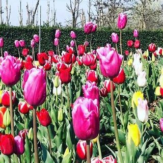 Dal castello di Pralormo ad Alba, i tulipano donati da Messer Tulipano stanno fiorendo in città: un messaggio di speranza e fiducia