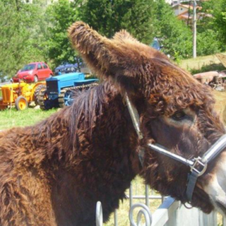 A Monastero di Vasco torna "Un asino per amico"