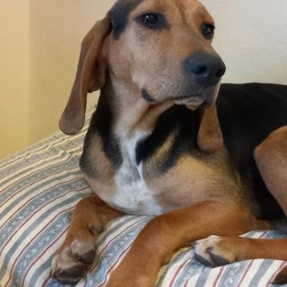 QUATTROZAMPE - Ha trovato casa Nina, la cagnolina ritrovata dalla Polizia Locale di Vignolo nel Parco Fluviale Gesso e Stura
