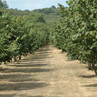 Nocciole: questa è una stagione molto difficile