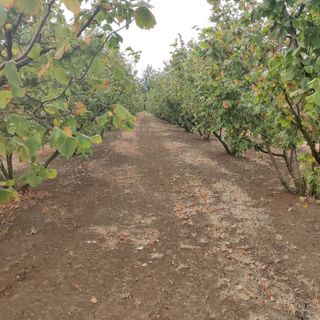 Roero: tempo di nocciole e vendemmie