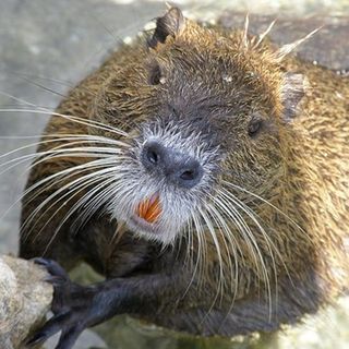Bra: è vera e propria allerta per l'invasione di nutrie Bra: è vera e propria allerta per l'invasione di nutrie