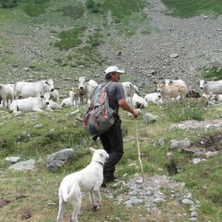 Il lupo e la pastorizia, protagonisti a Frabosa Soprana