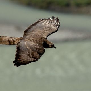 Migrazioni del falco picchiaiolo verso l'Africa: osservazioni organizzate con il Parco del Monviso