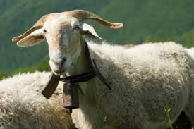 Roaschia: tutto pronto per la 22^ mostra interprovinciale di ovini di razza Frabosana-Roaschina