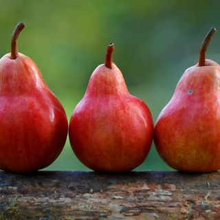 "Pere da bere" esordisce con la prima edizione a Guarene "Pere da bere" esordisce con la prima edizione a Guarene