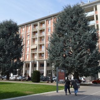 "Mancherà un polmone verde nel centro di Cuneo": gli ambientalisti sui cedri di piazza Europa non mollano