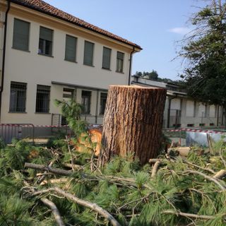 Bra dice addio al pino dell’Himalaya di fronte alla Madonna dei Fiori