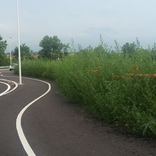 Le fotografie inviateci dalla nostra lettrice, che testimoniano lo stato di incuria della pista ciclabile Le fotografie inviateci dalla nostra lettrice, che testimoniano lo stato di incuria della pista ciclabile