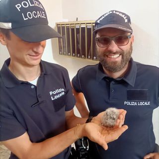 Cuneo, la polizia Locale recupera un piccolo gufo in corso Dante