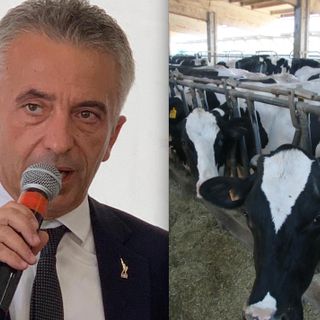 L'assessore regionale all'Agricoltura Marco Protopapa e un allevamento di mucche da latte in provincia di Cuneo
