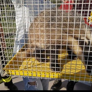 Il tasso salvato dai Vigili del fuoco