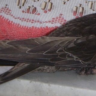 "Conosciamo i rondoni": incontro informativo a Savigliano