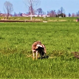 Il recente avvistamento di un lupo nelle campagne tra Saluzzo e Cardè