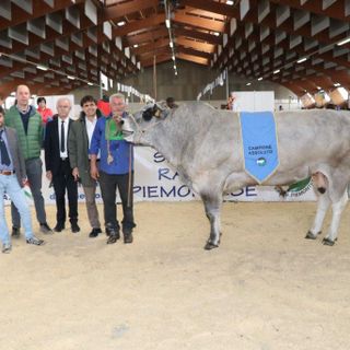Piemontese e Frisona assieme sulla passerella di Saluzzo: un centinaio i capi in mostra