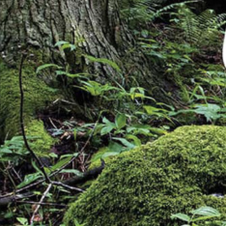 Garessio, in gita dai boschetti ad Alpisella