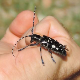 Nuovo insetto "alieno" a Cuneo: Coldiretti al lavoro per scongiurare la diffusione del Tarlo asiatico Nuovo insetto "alieno" a Cuneo: Coldiretti al lavoro per scongiurare la diffusione del Tarlo asiatico