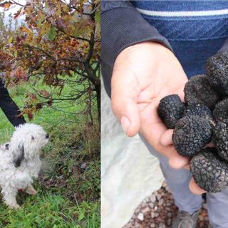 Franco Viano con Bea alla ricerca del tartufo e una manciata di neri uncinati