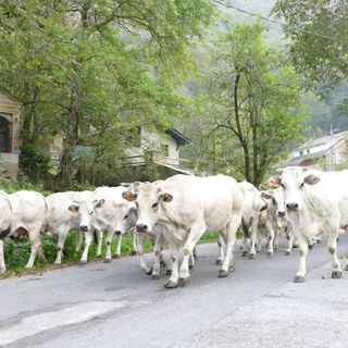 Prorogato al 25 ottobre il termine di demonticazione delle mucche per le aree montane oltre i 1500 metri Prorogato al 25 ottobre il termine di demonticazione delle mucche per le aree montane oltre i 1500 metri