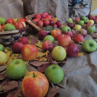 Al centro di “Tuttomele” a Cavour anche la “Strada delle mele”: 60 chilometri di percorso che toccano oltre 100 aziende frutticole