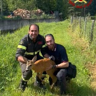 I Vigili del Fuoco Volontari di Garessio recuperano un capriolo rimasto bloccato in un recinto