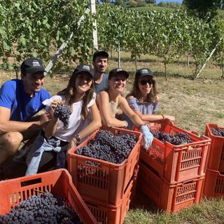 Ad Alba la "vendemmia turistica" torna nei vigneti di Grinzane della scuola enologica Umberto I