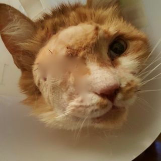 A Vignolo Giulio è tornato a casa senza un occhio e con una pallottola in testa